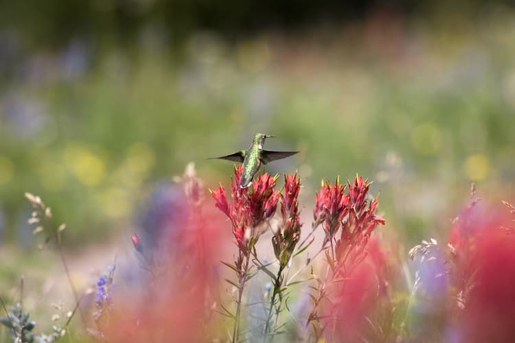 Colorado Nature Watch